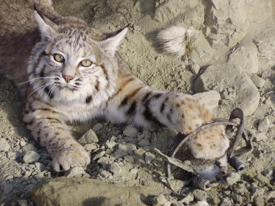 antihunting:  Bobcat trapping is becoming a problem in California. Last year, more