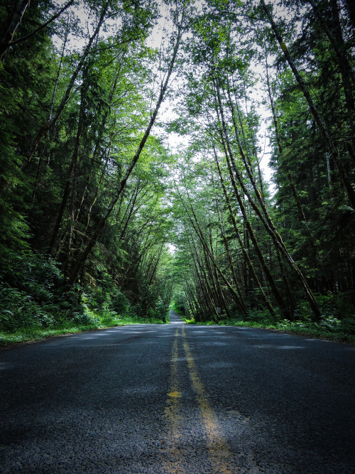 The winding tree covered roads in Oregon and Washington are my favorite.Instagram