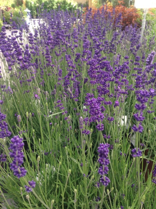 nat-uralist:two types of lavender