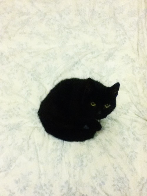 nakklepiggy: smolpie: How To Become A Circle: a six-step program for felines [as demonstrated b