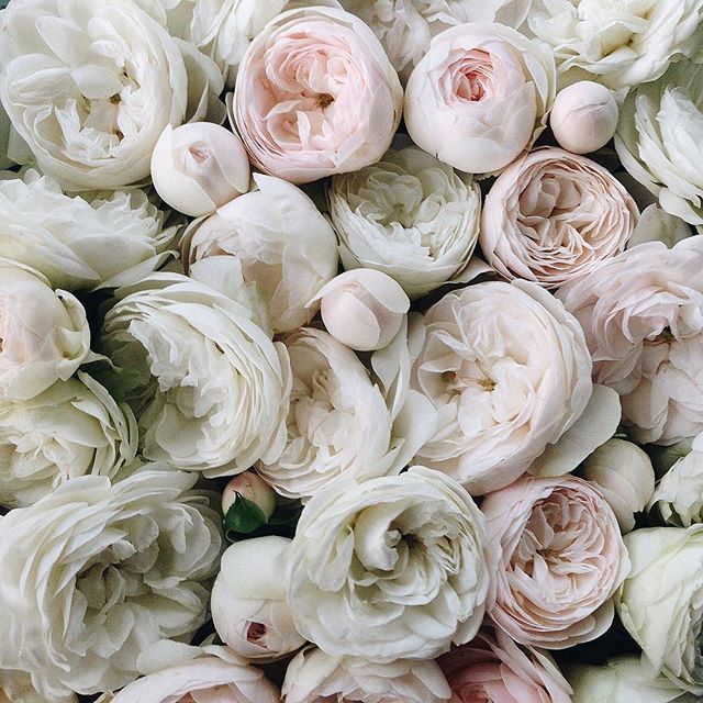 floralls:    by anna remarchuk    