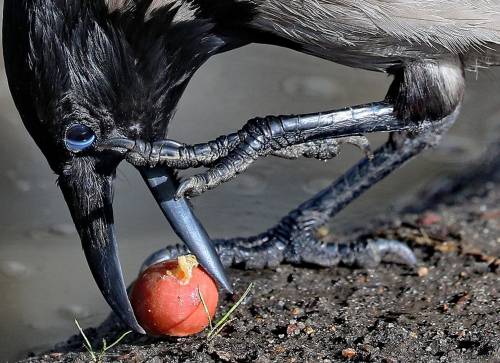 thoughtlessarse: A crow eats a crab apple, Ivanovo, Russia - Photograph: Vladimir Smirnov/TASS/Getty