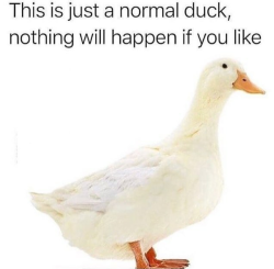 memecage:Just a duck