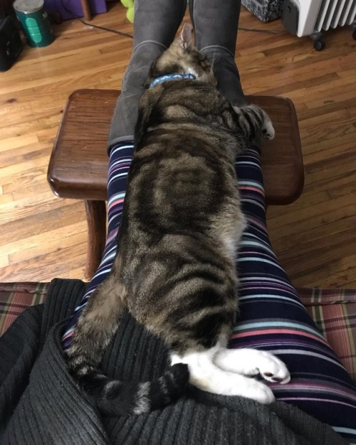 Don’t need a blanket, I have a cat. https://www.instagram.com/p/BshLvCvAyox/?utm_source=ig_tumblr_sh