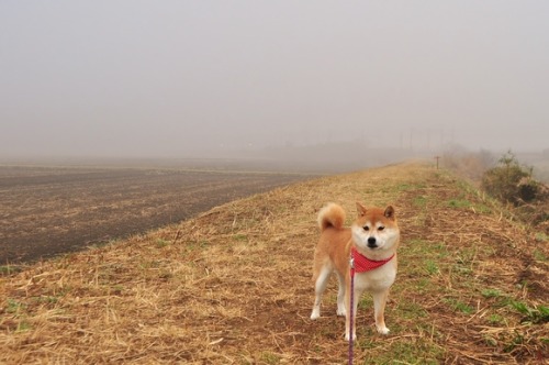 shiba inu