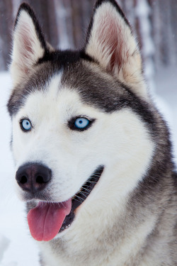 souhailbog:  Cute Siberian Husky    | © Photographer  |  LFST