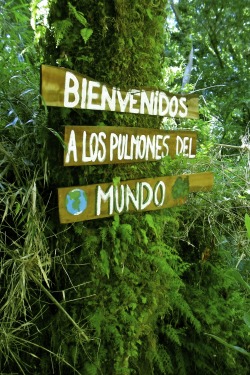 efecto-amor:  por-la-ventana: welcome to the world’s lungstemperate rainforestisla grande de chiloé, chile  Chile, solo eso