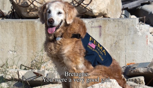 losethehours:  hawkeyedflame:  fuckyeah-nerdery:  thefiveandahalfminutehallway:  ronpaulproblems:  I’m not crying you’re crying   Always remember the 9/11 Search and Rescue dogs.  So many of them became depressed and distraught because they were