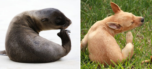 awesome-picz:Seals Are Actually Ocean Puppies.*pinnipeds.  First and last examples are SEA LIONS, I 