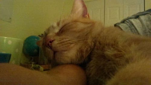 cat deep asleep. arm also asleep. send help.