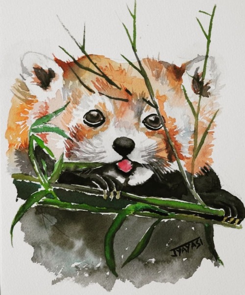 A baby red panda in watercolour being overcute as if he is not already.. Day 10/100 #100daypaintingc