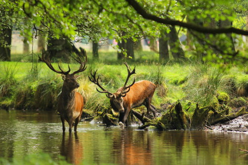 celtic-forest-faerie:{Red Deer} by {Landkeks-stock}