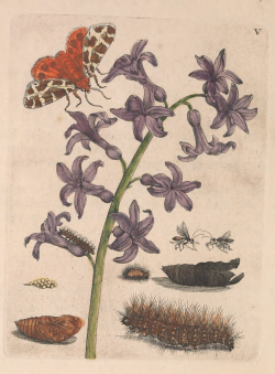 nemfrog:  Plate V. De Europischen insecten. 1730.