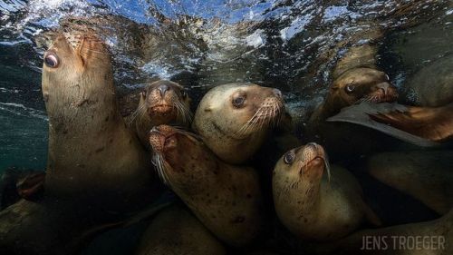 Sex Underwater Photograph of the Year Contest pictures