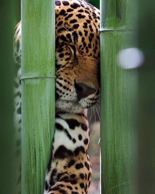 aztecelephant:  berrytribe:  ☀  q’d 