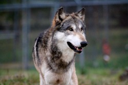 wolfparkinterns:  What a good looking wolf.