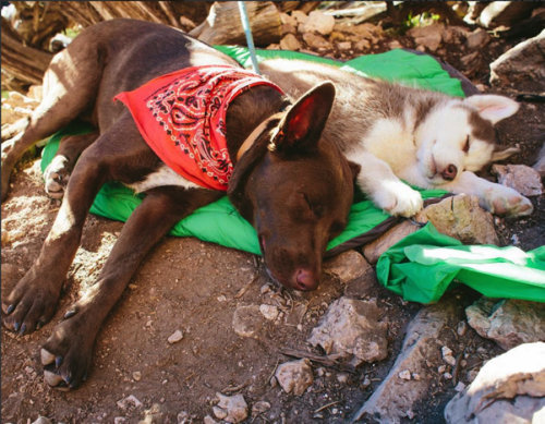 Kodi and Kuma. Tired hiking pups@kodiak_thebeardog 