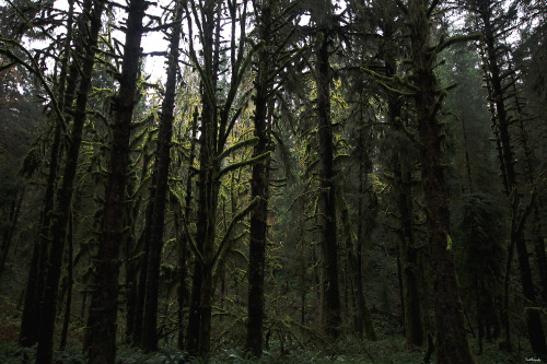 garettphotography:The Hoh Rainforest, located in western Washington state in Olympic National Park, 