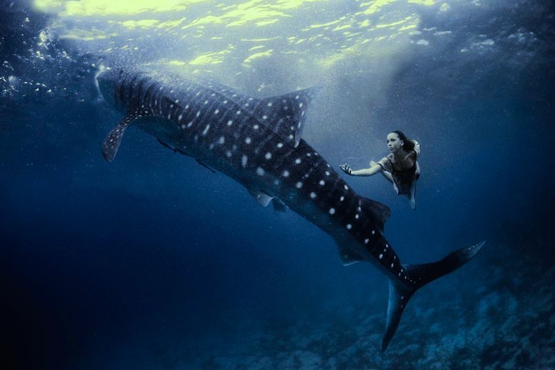 nubbsgalore:  photos by shawn heinrichs in oslob, philippines and isla mujeres,