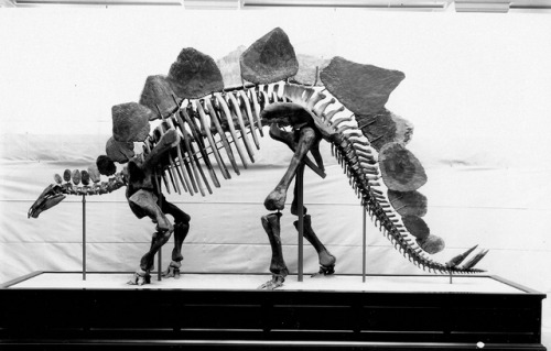dino-sours: NMNH Stegosaurus (USNM V 4935) Excavated by Marshall Felch  for O.C. Marsh and USGS