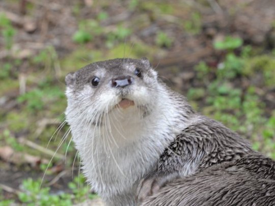 roughlydraft:foxgal:foxgal:time to call otters “moist adult photos