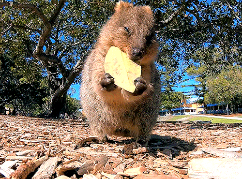 monroe-marilyn:  Want to see a quokka eat porn pictures