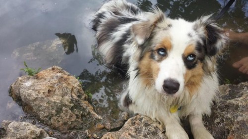 cherbington:This Australian Shepherd’s heterochromia cuts across both her eyes so that each eyeball 