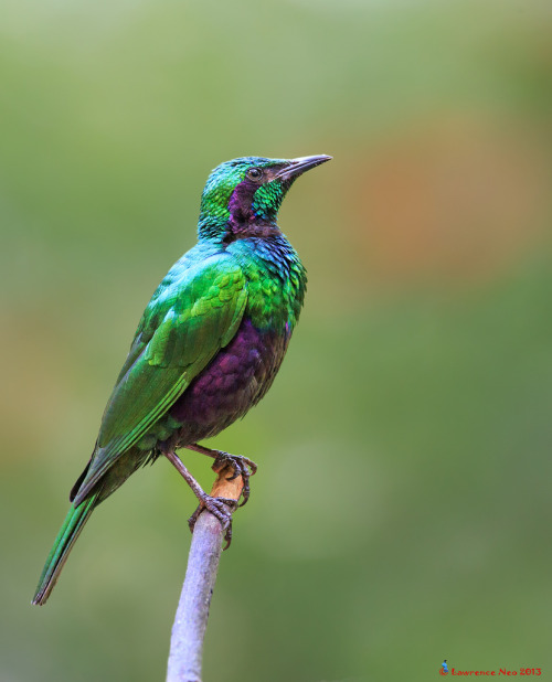 Emerald Starling