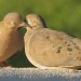 heavensickness:trust me, when you see a dove couple doing this for half an hour without ever getting bored of each other, something in you changes fundamentally