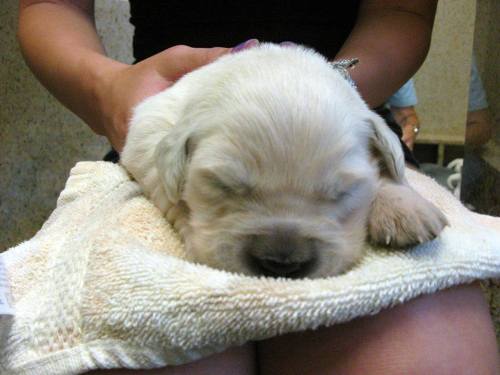 Puppy petting is one of the many early ways Bergin University of Canine Studies works to socialize f