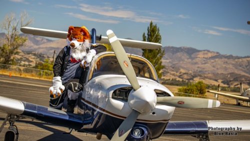 RT @Bluehasia: Brought a bunch of fuzzy animals to a small airport to pose with a #PiperArrow39View 