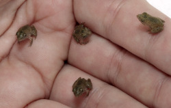 djavjr:  littl e croak tiny baby toes froge 