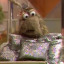 swampsqueetilydee