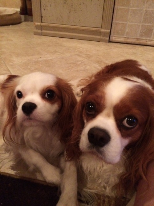 actualdogvines:  My King Charles Cavilers, Logan and Jersey❤️ (submitted by stayingindoors)