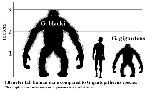 godhag: fuckyeahpleistocene: The squatchers win. Gigantopithecus blacki was a 3-metre-tall ape 