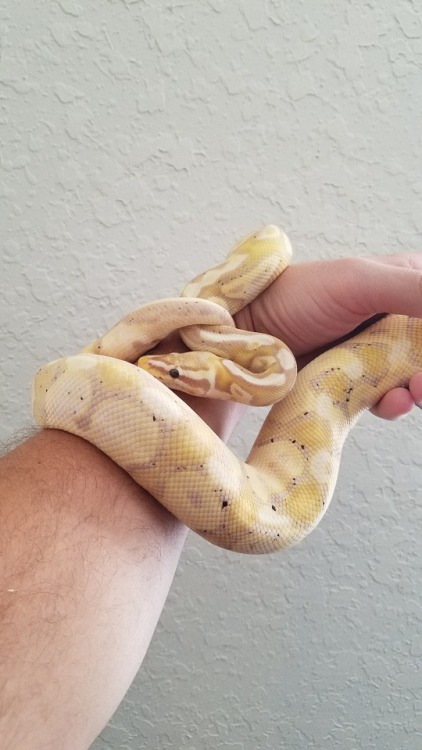 thesnootthatslithers:My beloved spotted son fresh outta shed ♡