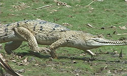 one-for-all-plus-ultra:  animefacialrecognitionsoftware:  stellatheknave:  Valid lads just booking it ouchies    what the fuck thEY CAN RUN  not only can they run but chances are they can run faster than you! 