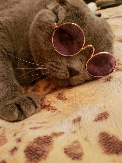 friendly-animals:  Buy these Cool Cat Glasses here &gt; Link