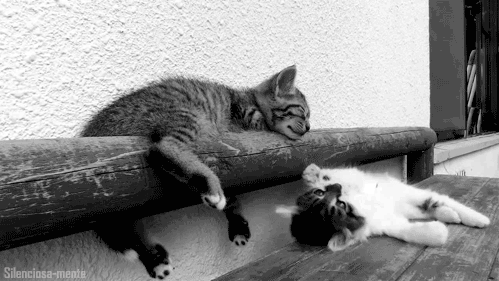 Post de gatos,Por que digo, quien no ama a los gatos … <3