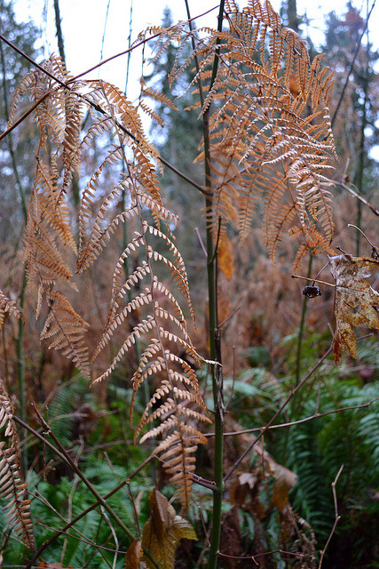 The Woods by Laura Melvin on Flickr.