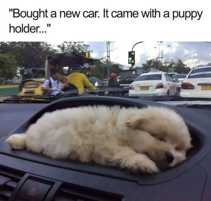 nah-later:  thenameisdog:  thenameisdog:    we don’t deserve these animals tbh
