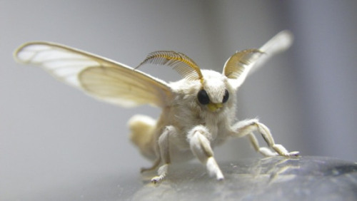 gaypriori: new obsession: floofy moths