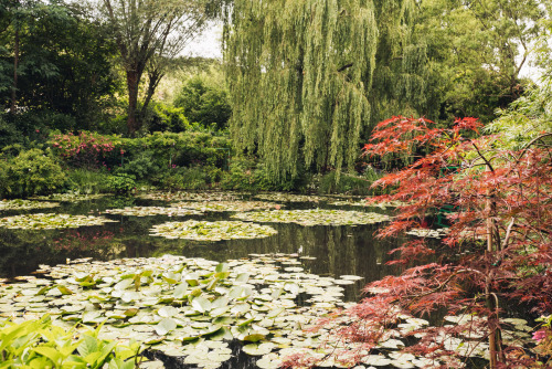 florealegiardini:Le Jardin de Claude Monet, Giverny, Normandy, france ~ Jamie Beck