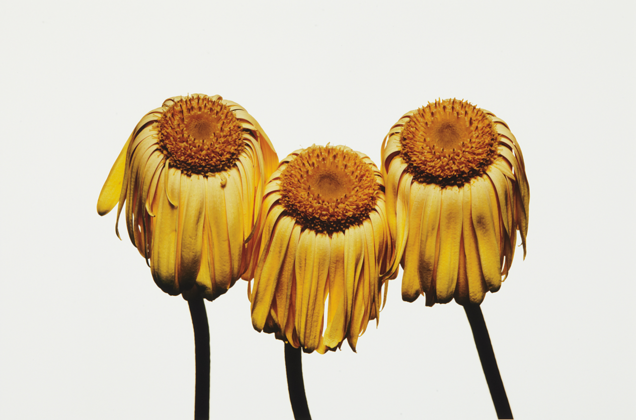ce-sac-contient: Irving Penn (1917-2009) - Gerbera Daisy, Gerbera jamesonii ‘Husky’,