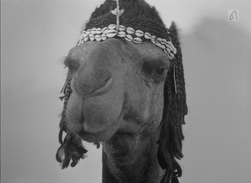 cineaesthesia:The Camel/Jamal (Ibrahim Shaddad, Sudan, 1981)