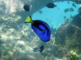 nordick-5:   I still have no idea what the name of this fish is i still call it dory  that’s a blue tang fish, I believe