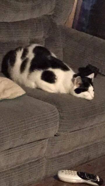 this is @toxicraain ’s cat and his name is spots and he’s a goofy boi(submitted by @imaginationous)