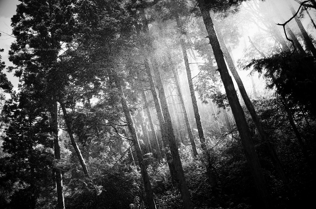 zalamekiki:”Mist shower”