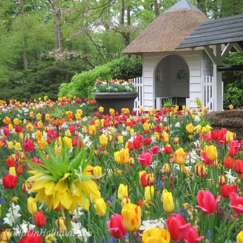 RT @tulips_holland: Perfect place to sit back and relax during springtime!#travel to the #tulipsin