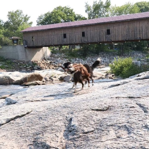 Born to be wild! #adirondacks #adk #hikingwithdogs #dogsthathike #dogstagram #dogsofinstagram #borde